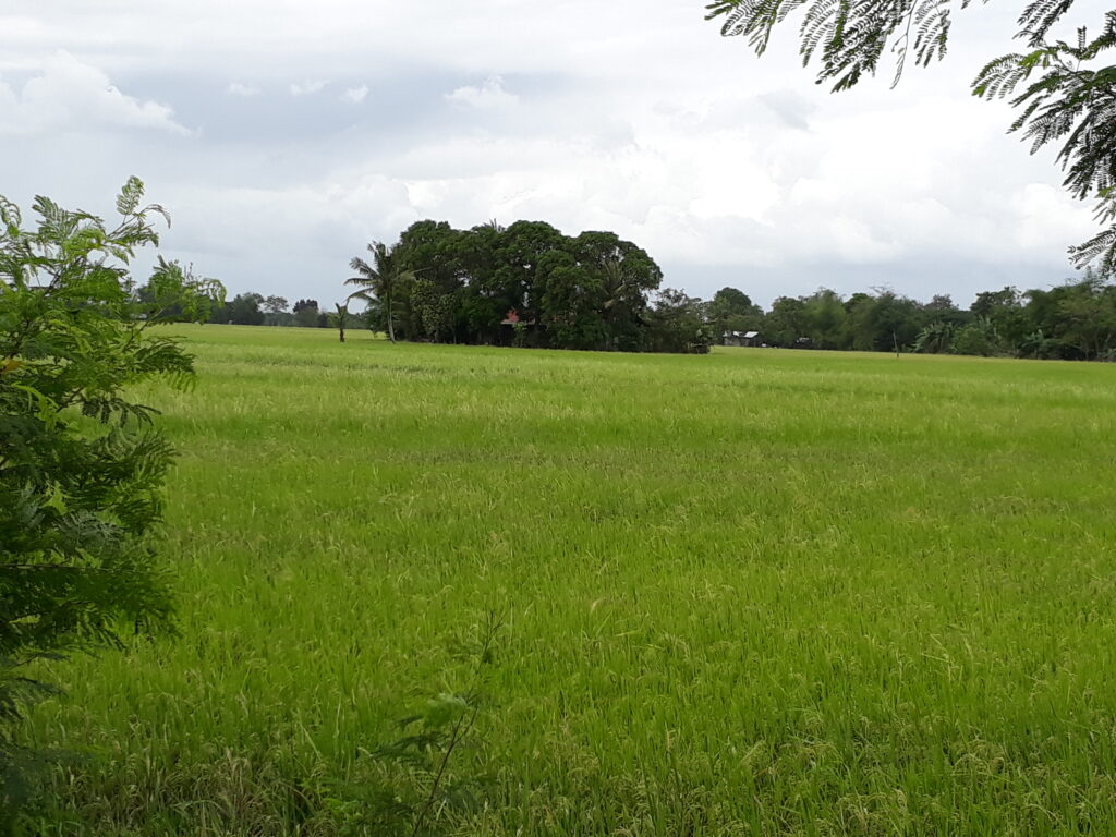 Lot for Sale in Barotac Nuevo Iloilo Philippines green field property